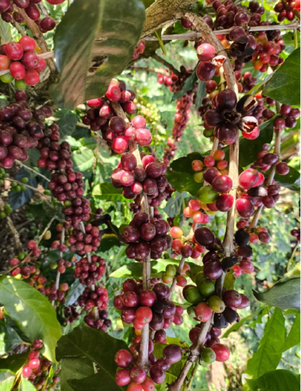 Costa Rican rural experience + traditional lunch