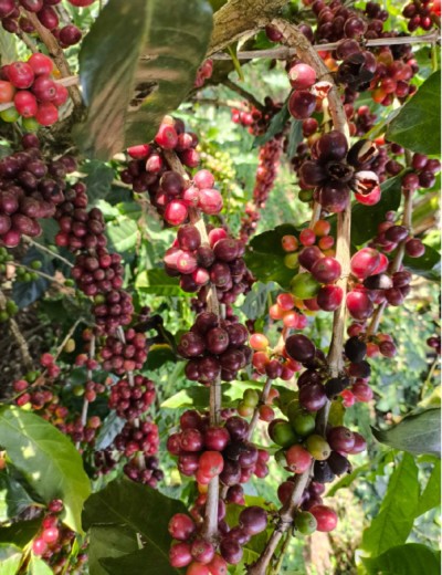 Vivencia rural costarricense